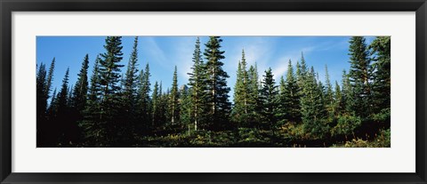 Framed Banff Pine Trees, Alberta, Canada Print