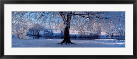 Framed Winter Trees Perkshire Scotland Print