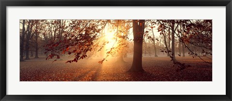 Framed Beech Trees Uppland Sweden Print