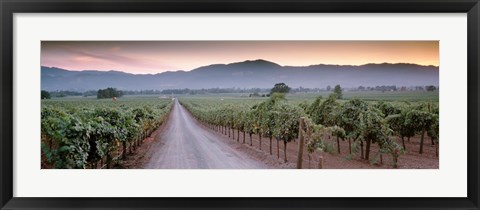 Framed Road in a vineyard, Napa Valley, California, USA Print