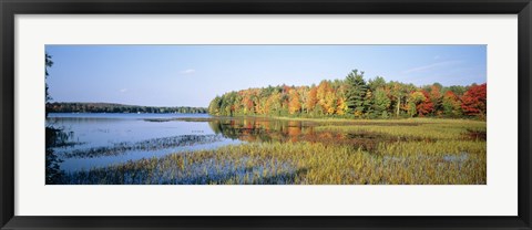 Framed Trees in a forest at the lakeside, Ontario, Canada Print