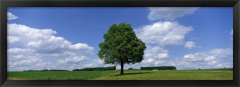 Framed Single Tree, Germany Print