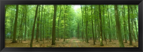 Framed Pathway Through Forest, Mastatten, Germany Print