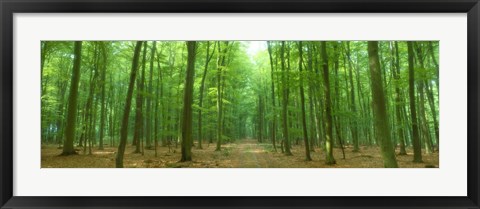 Framed Pathway Through Forest, Mastatten, Germany Print