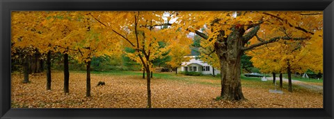 Framed Autumn, Muskoka, Canada Print