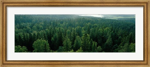 Framed Finland, Aulanko, Scandinavian Forest Print