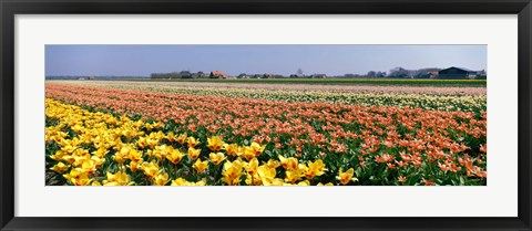 Framed Field Of Flowers, Egmond, Netherlands Print