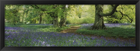 Framed Bluebells in a forest, Thorp Perrow Arboretum, North Yorkshire, England Print