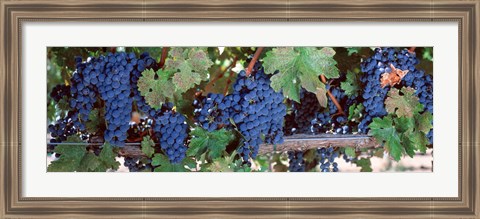 Framed USA, California, Napa Valley, grapes Print