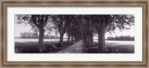 Framed Road Through Trees, Provence, France Print