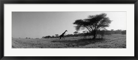 Framed Giraffe On The Plains, Kenya, Africa Print