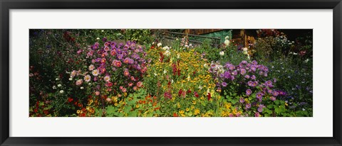 Framed Close-up of flowers, Muren, Switzerland Print