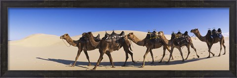 Framed Camels walking in the desert Print