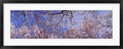 Framed Low angle view of cherry blossom trees, Washington State, USA Print