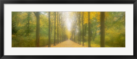 Framed Path Schwetzingen Germany Print