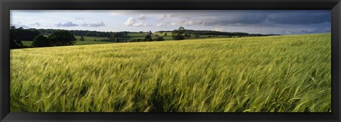 Framed Barley Field, Wales, United Kingdom Print