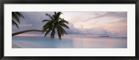 Framed Palm tree, Indian Ocean Maldives Print