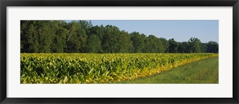 Framed Crop of tobacco in a field, Winchester, Kentucky, USA Print