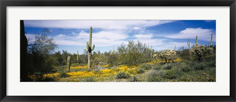 Framed Poppies and cactus on a landscape, Organ Pipe Cactus National Monument, Arizona, USA Print