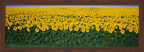 Framed Sunflower Field, Maryland, USA Print