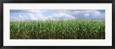 Framed Clouds over a corn field, Christian County, Illinois, USA Print