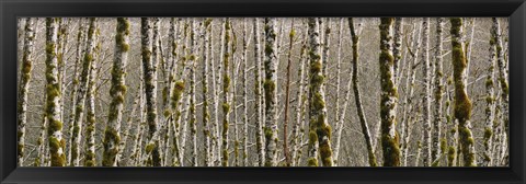 Framed Trees in the forest, Red Alder Tree, Olympic National Park, Washington State, USA Print