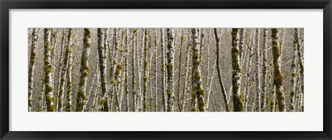 Framed Trees in the forest, Red Alder Tree, Olympic National Park, Washington State, USA Print