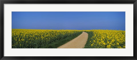 Framed Dirt road running through an oilseed rape field, Germany Print