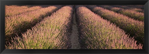 Framed Rows Lavender Field, Pays De Sault Provence, France Print