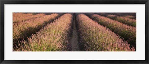 Framed Rows Lavender Field, Pays De Sault Provence, France Print