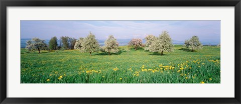 Framed Peartrees Fields Aargau Switzerland Print