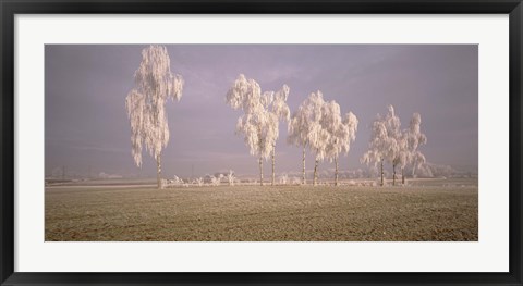 Framed Birch Trees w\ rime Switzerland Print