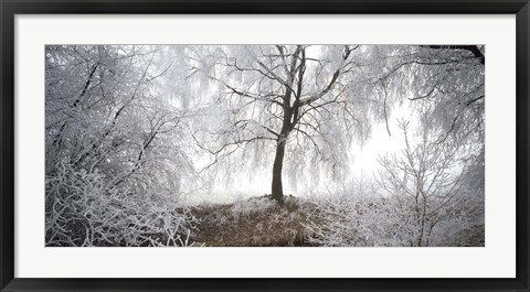 Framed Birch trees covered with snow, Switzerland Print