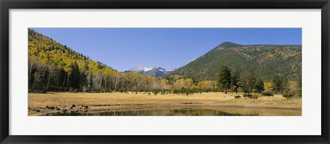 Framed Trees on the mountainside, Kachina Peaks Wilderness, Flagstaff, Arizona, USA Print