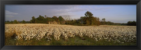 Framed Cotton plants in a field, North Carolina, USA Print