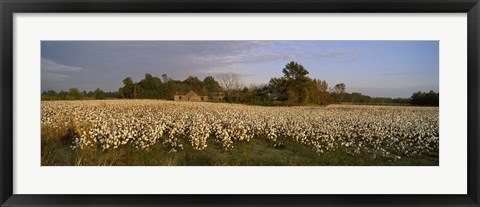 Framed Cotton plants in a field, North Carolina, USA Print