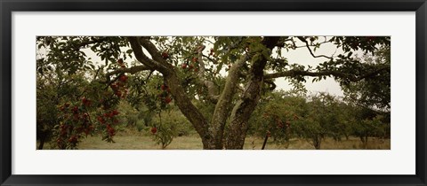 Framed Apple trees in an orchard, Sebastopol, Sonoma County, California, USA Print