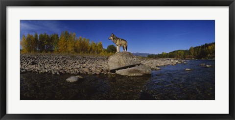 Framed Wolf standing on a rock at the riverbank, US Glacier National Park, Montana, USA Print