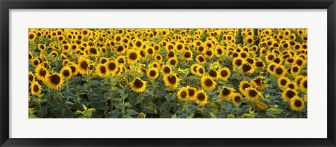 Framed Sunflowers (Helianthus annuus) in a field, Bouches-Du-Rhone, Provence, France Print