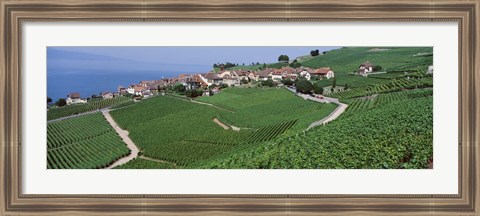 Framed Vineyards overlooking Lake Geneva, Switzerland Print