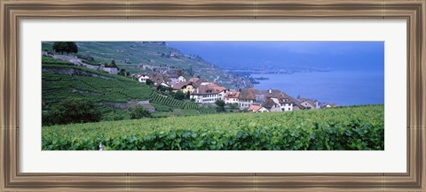 Framed Vineyards, Rivaz, Switzerland Print