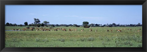 Framed Red Lechwee Moremi Game Reserve Botswana Africa Print