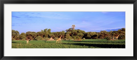 Framed Giraffes in a field, Moremi Wildlife Reserve, Botswana, South Africa Print