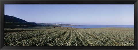 Framed Pineapple field on a landscape, Kapalua, Maui, Hawaii, USA Print