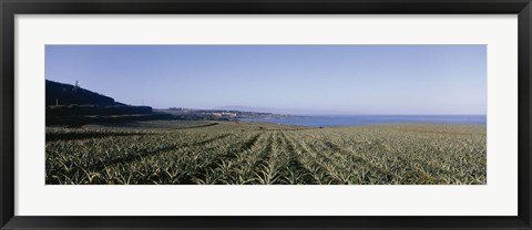 Framed Pineapple field on a landscape, Kapalua, Maui, Hawaii, USA Print