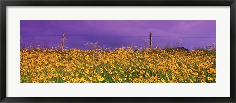 Framed Field Coreopsis Flowers, Texas, USA Print