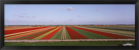 Framed High Angle View Of Cultivated Flowers On A Field, Holland Print