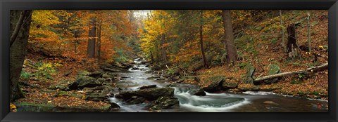 Framed Fall Trees Kitchen Creek PA Print