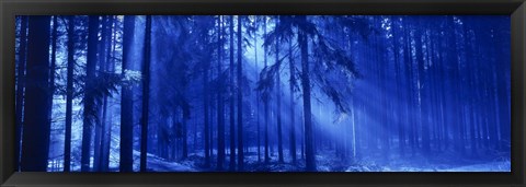 Framed Trees Titisee Germany Print