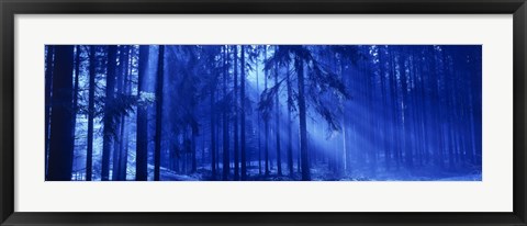 Framed Trees Titisee Germany Print